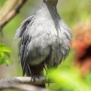 Grey Catbird