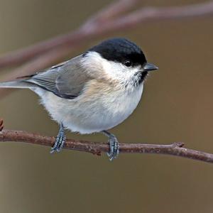 Marsh Tit