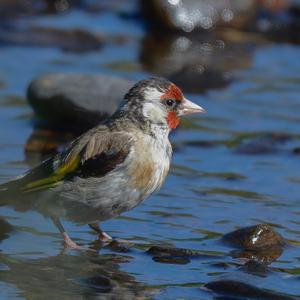 European Goldfinch