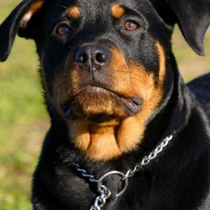 Rottweiler