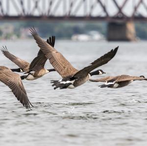 Canada Goose