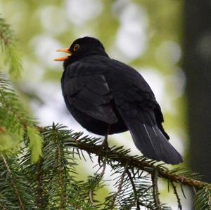 Eurasian Blackbird