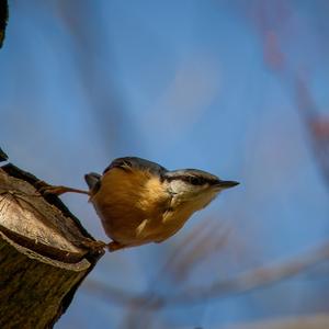 Wood Nuthatch