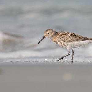 Dunlin