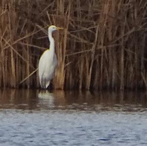 Great Egret