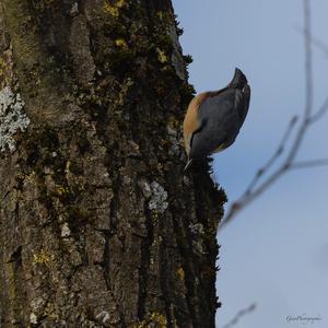 Wood Nuthatch