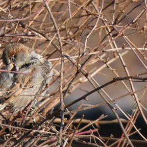 House Sparrow