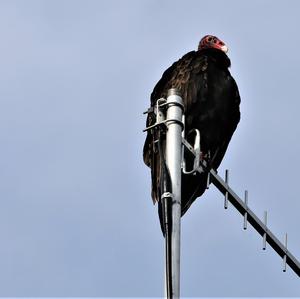 Turkey Vulture