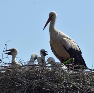 White Stork