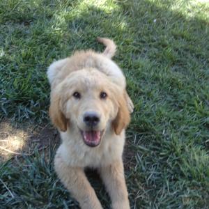 Retriever (Golden)