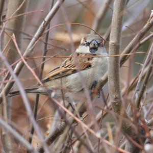 House Sparrow