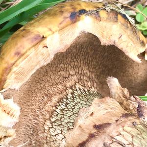 Grey Larch Bolete