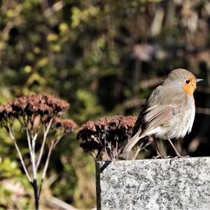 European Robin