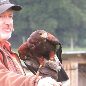 European Honey-buzzard