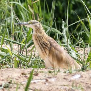 Squacco Heron