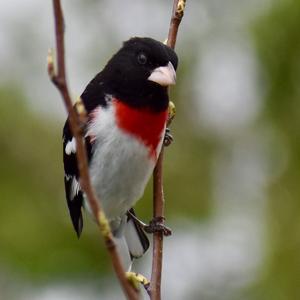 Rose-breasted Grosbeak