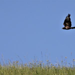 Mäusebussard