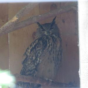 Eurasian Eagle-owl