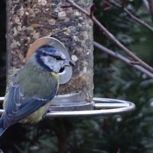 Blue Tit