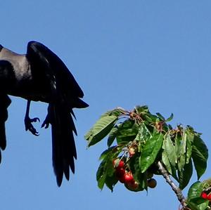 Hooded Crow