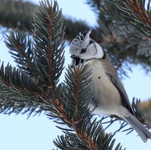 Crested Tit