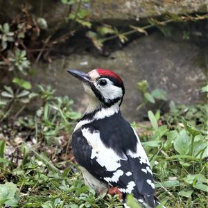 Great Spotted Woodpecker