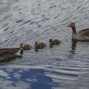 Greylag Goose