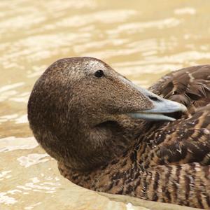 Common Eider