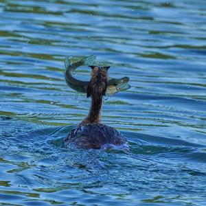 Great Crested Grebe