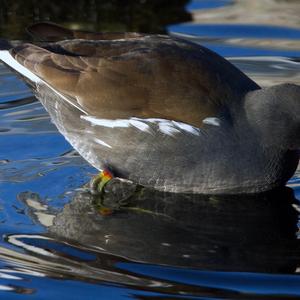 Common Moorhen