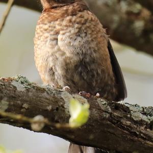 Eurasian Blackbird