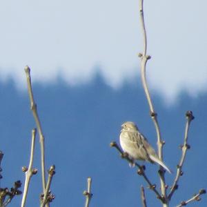 Corn Bunting