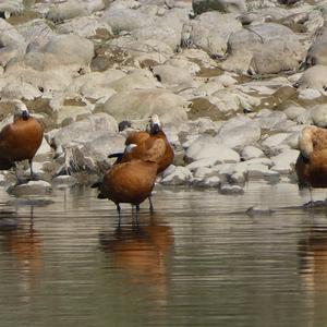 Ruddy Shelduck