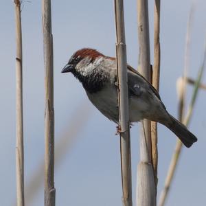 House Sparrow