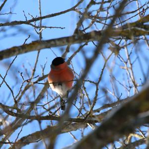 Eurasian Bullfinch