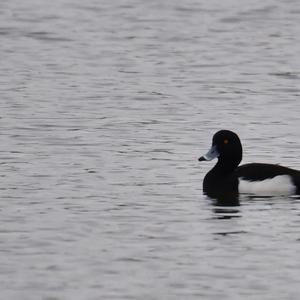 Tufted Duck