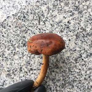 Bay Bolete