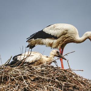 White Stork