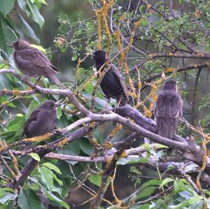 Common Starling