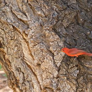 Summer Tanager