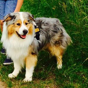 Australian Shepherd