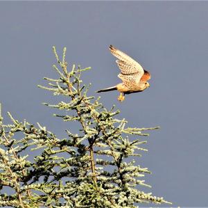 Common Kestrel