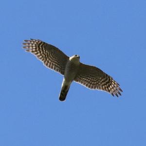 Eurasian Sparrowhawk