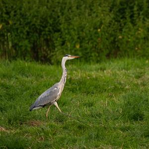 Grey Heron