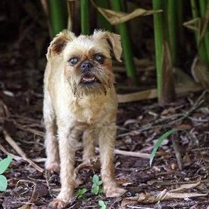 Brussels Griffon