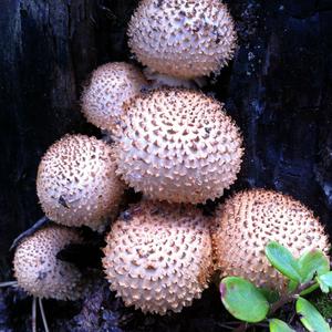 Scaly Pholiota