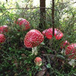 Fly Agaric