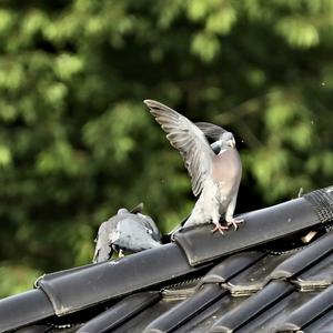 Common Wood-pigeon