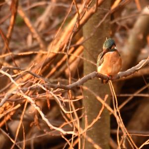 Common Kingfisher