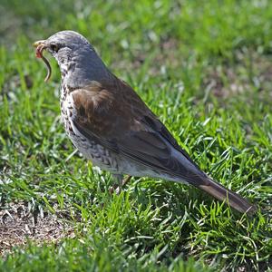 Fieldfare